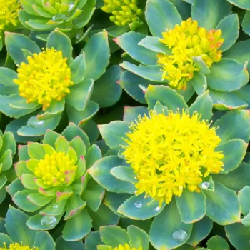 Rhodiola