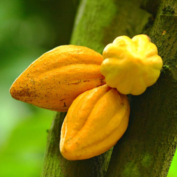 Theobroma Cacao
